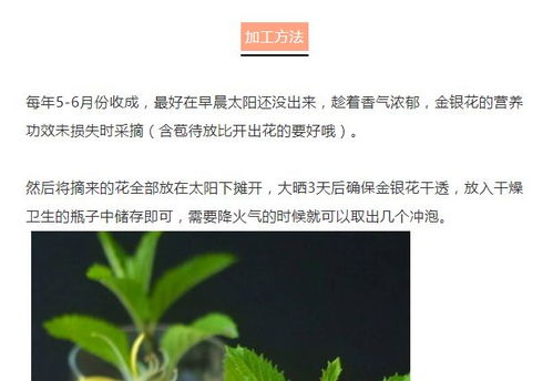 乐可金银花露全文无删减版最新章节目录/乐可金银花,《乐可金银花露全文无删减版最新章节目录》